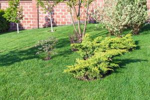 decorative bushes and trees on manicured lawn photo