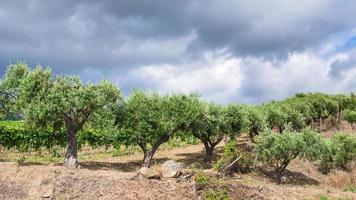 olive trees in garden in Etna region of Sicily photo