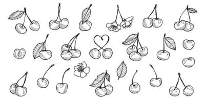 Vector cherry clipart. Hand drawn berry icon. Set of fruit illustration