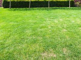 clipped lawn with green hedge on backyard photo