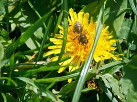 bee collecting pollen from dandelion flower photo