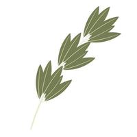 simple abstract rosemary plant branch vector