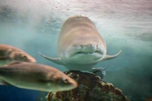 tiburón en el océano foto