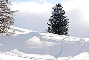 skiing tracks around fir tree in Dolomites, Italy photo