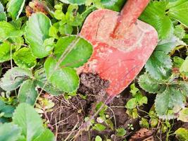 digging with trowel photo