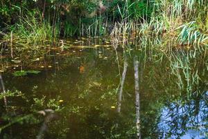 green shore forest pond and reflection of trees photo