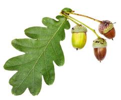 green oak leaf and acorns photo