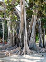 ficus en la ciudad de palermo en giardino garibaldi foto