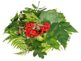 hojas verdes, bayas rojas de serbal y bellotas foto