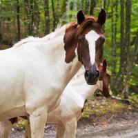 piebald horse on forest road photo