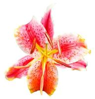 pink tiger lily flower isolated photo