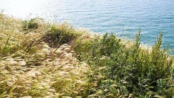 grasses on edge of Cap Gris-Nez in France photo