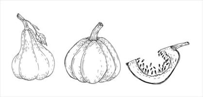 calabazas conjunto de vegetales. ilustración de contorno de vector de garabato.