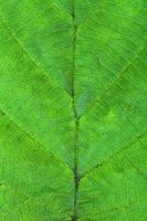 green leaf of hazel tree photo