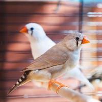 pájaro amadina fasciata foto