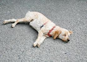 sleeping dog on road photo