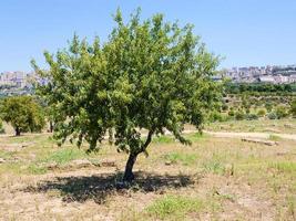 peach tree and view of Agrigento town in Sicily photo