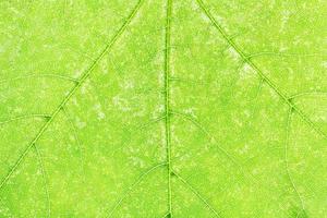 texture of fresh green maple leaf close up photo