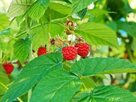 red raspberry berries in green leaves in garden photo