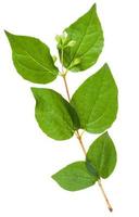 twig of Honeysuckle Shrub with green leaves photo