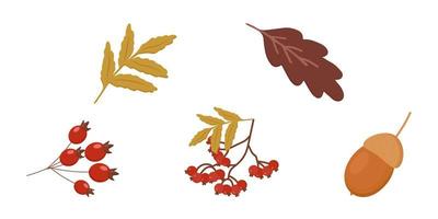 elementos de otoño hoja de abedul rama de serbal serbal bayas de rosa mosqueta bellota hoja de roble vector