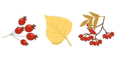 autumn elements birch leaf rowan branch rosehip berries vector