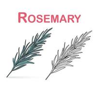 Rosemary herb black and white  and color vector illustration. Realistic hand drawing detailed green fresh spice on a white background.