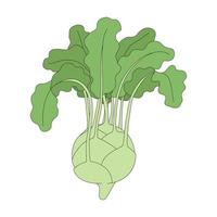 Vector illustration of kohlrabi. Cabbage head in cartoon style. Fresh vegetable isolated on a white background