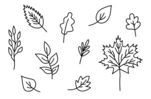 Autumn leaves outline set. Different types of fallen leaves autumn collection. Black outline isolated on a white background. Hand drawn cute lineur vector illustration.