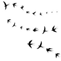 birds fly together vector