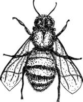 bee sketch top view vector