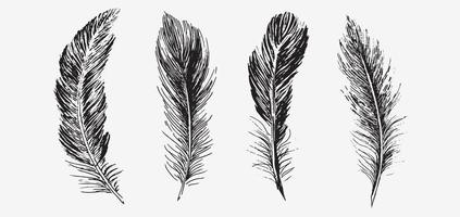 Set of bird feathers. Hand drawn sketch style. vector