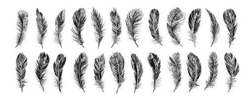 Set of bird feathers. Hand drawn sketch style. vector