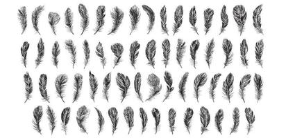 Set of bird feathers. Hand drawn sketch style. vector
