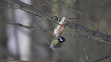 pájaro sobrevive el invierno para comer manteca de cerdo. gran titmouse, parus major video