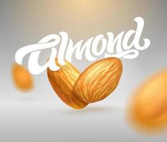 ALMOND typography with realistic illustration of almonds. Modern brush calligraphy. 3d illustration. Template for packaging design, print design, postcard, banner, label, poster, background. vector