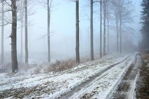 Silent forest road photo