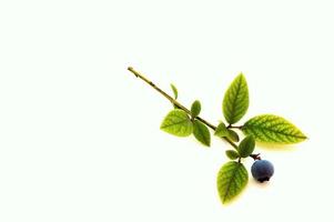 Blueberry and branch photo