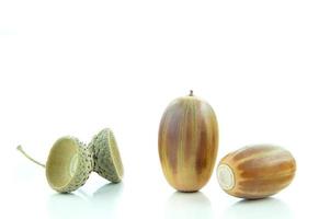 Two pieces of acorns photo