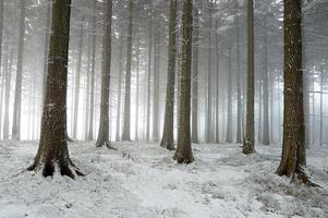 Winter in forest photo