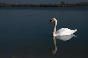 cisne en el lago foto