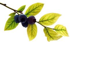 Blueberry and leaves photo