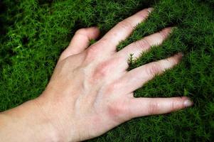 Hand in the moss photo