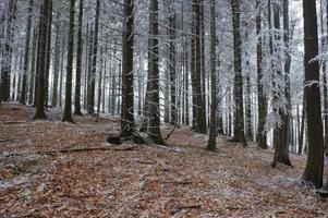 In frosty pine - wood photo