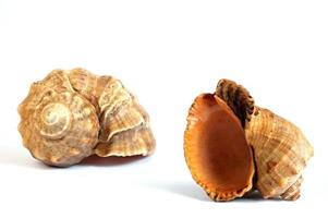 Two clam shells photo