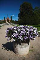 hermosas flores en el parque foto