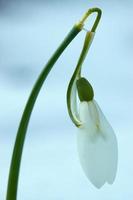 Beautiful snowdrop flower photo