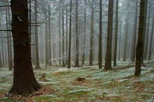 Frosty pine - wood photo