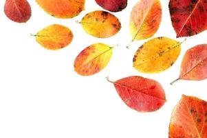 arte de las hojas de otoño foto
