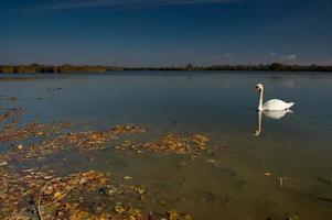 cisne en el lago foto